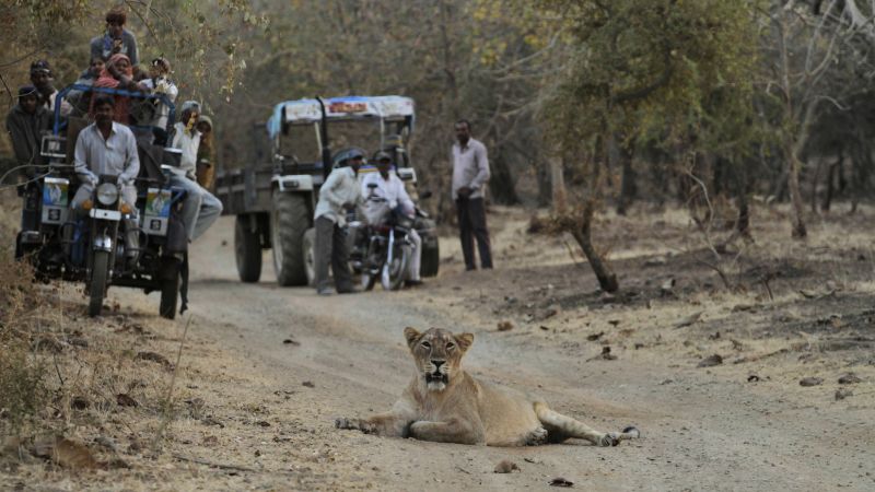 Rising Roars, Rising Risks: India’s Growing Lion Numbers Spur Human-Wildlife Uproar